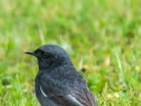 Hausrotschwanz Männchen